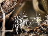  (Pterulicium sp. CA02 - FDS-CA-06806)  @11 [ ] by-nc (2024) Stu Pickell Fungal Diversity Survey