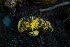  ( - FDS-CA-05395)  @11 [ ] by-nc (2024) Unspecified Fungal Diversity Survey