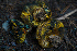 ( - FDS-CA-05395)  @11 [ ] by-nc (2024) Unspecified Fungal Diversity Survey