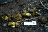  ( - FDS-CA-05395)  @11 [ ] by-nc (2024) Unspecified Fungal Diversity Survey