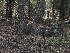  ( - FDS-CA-04784)  @11 [ ] by (2024) Justin Paulin Fungal Diversity Survey