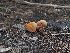  ( - FDS-CA-04784)  @11 [ ] by (2024) Justin Paulin Fungal Diversity Survey