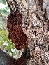  ( - FDS-CA-04321)  @11 [ ] by-nc (2024) Aaron Tupac Fungal Diversity Survey