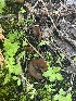  (Legaliana sp. PNW01 - FDS-CA-04826)  @11 [ ] by-nc (2024) Dean Lyons Fungal Diversity Survey