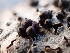  ( - FDS-CA-02435)  @11 [ ] by-nc (2024) Jaren Hockert Fungal Diversity Survey