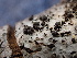  ( - FDS-CA-02435)  @11 [ ] by-nc (2024) Jaren Hockert Fungal Diversity Survey