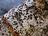  ( - FDS-CA-02435)  @11 [ ] by-nc (2024) Jaren Hockert Fungal Diversity Survey