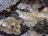  ( - FDS-CA-02434)  @11 [ ] by-nc (2024) Jaren Hockert Fungal Diversity Survey