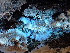  ( - FDS-CA-02434)  @11 [ ] by-nc (2024) Jaren Hockert Fungal Diversity Survey