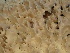  ( - FDS-CA-02430)  @11 [ ] by-nc (2024) Jaren Hockert Fungal Diversity Survey