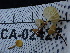 ( - FDS-CA-02427)  @11 [ ] by-nc (2024) Jaren Hockert Fungal Diversity Survey