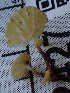 ( - FDS-CA-02427)  @11 [ ] by-nc (2024) Jaren Hockert Fungal Diversity Survey