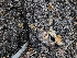  ( - FDS-CA-05939)  @11 [ ] by-nc (2024) Fresno Mycology Society Fungal Diversity Survey