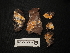  ( - FDS-CA-05939)  @11 [ ] by-nc (2024) Fresno Mycology Society Fungal Diversity Survey