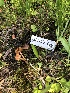  ( - FDS-CA-05010)  @11 [ ] by (2024) Justin Paulin Fungal Diversity Survey