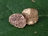  ( - FDS-CA-05150)  @11 [ ] by (2024) Mandy Hackney Fungal Diversity Survey