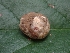  ( - FDS-CA-05150)  @11 [ ] by (2024) Mandy Hackney Fungal Diversity Survey