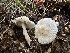  (Leucoagaricus sp. CA19 - HAY-F-006779)  @11 [ ] c (2024) Rudy Diaz Fungal Diversity Survey