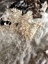  ( - HAY-F-006772)  @11 [ ] c (2023) Rudy Diaz Fungal Diversity Survey