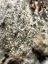  ( - HAY-F-006772)  @11 [ ] c (2023) Rudy Diaz Fungal Diversity Survey
