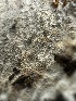  ( - HAY-F-006772)  @11 [ ] c (2023) Rudy Diaz Fungal Diversity Survey