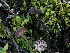  (Phloeomana sp. CA06 - FDS-CA-05002)  @11 [ ] by (2024) Justin Paulin Fungal Diversity Survey