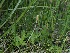  ( - FDS-CA-05007)  @11 [ ] by (2024) Justin Paulin Fungal Diversity Survey
