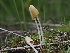  ( - FDS-CA-05007)  @11 [ ] by (2024) Justin Paulin Fungal Diversity Survey