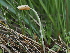  ( - FDS-CA-05007)  @11 [ ] by (2024) Justin Paulin Fungal Diversity Survey