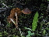  (Cortinarius subsaniosus - FDS-CA-05010)  @11 [ ] by (2024) Justin Paulin Fungal Diversity Survey