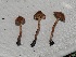  ( - FDS-CA-05011)  @11 [ ] by (2024) Justin Paulin Fungal Diversity Survey