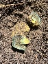  ( - FDS-CA-04817)  @11 [ ] by-nc (2024) Dean Lyons Fungal Diversity Survey