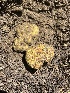  ( - FDS-CA-04817)  @11 [ ] by-nc (2024) Dean Lyons Fungal Diversity Survey