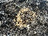  ( - FDS-CA-04818)  @11 [ ] by-nc (2024) Dean Lyons Fungal Diversity Survey