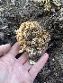 ( - FDS-CA-04818)  @11 [ ] by-nc (2024) Dean Lyons Fungal Diversity Survey