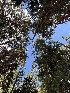  ( - FDS-CA-04818)  @11 [ ] by-nc (2024) Dean Lyons Fungal Diversity Survey