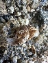  ( - FDS-CA-04493)  @11 [ ] by-nc (2024) Bat Vardeh Fungal Diversity Survey