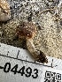  ( - FDS-CA-04493)  @11 [ ] by-nc (2024) Bat Vardeh Fungal Diversity Survey