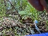  ( - FDS-CA-06801)  @11 [ ] by-nc (2024) Stu Pickell Fungal Diversity Survey