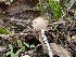  ( - FDS-CA-06801)  @11 [ ] by-nc (2024) Stu Pickell Fungal Diversity Survey