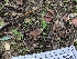  ( - FDS-CA-06802)  @11 [ ] by-nc (2024) Stu Pickell Fungal Diversity Survey