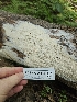  ( - FDS-CA-05148)  @11 [ ] by (2024) Mandy Hackney Fungal Diversity Survey