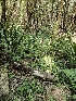  ( - FDS-CA-05148)  @11 [ ] by (2024) Mandy Hackney Fungal Diversity Survey