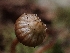  (Galerina sp. nana-CA01 x nana-PNW03 - FDS-CA-05122)  @11 [ ] by (2024) Mandy Hackney Fungal Diversity Survey