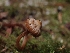  ( - FDS-CA-05122)  @11 [ ] by (2024) Mandy Hackney Fungal Diversity Survey