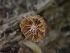 ( - FDS-CA-05122)  @11 [ ] by (2024) Mandy Hackney Fungal Diversity Survey
