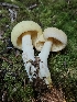  (Rhodocollybia maculata - FDS-CA-05123)  @11 [ ] by (2024) Mandy Hackney Fungal Diversity Survey