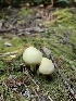  ( - FDS-CA-05123)  @11 [ ] by (2024) Mandy Hackney Fungal Diversity Survey