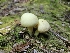  ( - FDS-CA-05123)  @11 [ ] by (2024) Mandy Hackney Fungal Diversity Survey