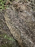  ( - FDS-CA-05117)  @11 [ ] by (2024) Mandy Hackney Fungal Diversity Survey